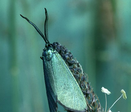 Male • Sussex • © Roy Leverton