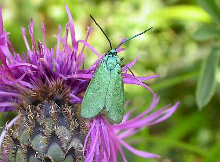 Scarce Forester Jordanita globulariae