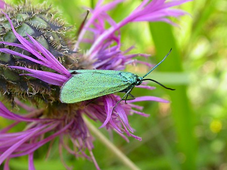 Scarce Forester Jordanita globulariae