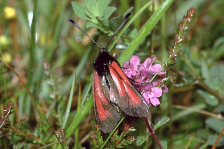 Transparent Burnet Zygaena purpuralis