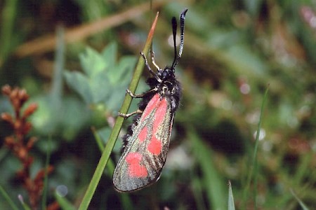 Slender Scotch Burnet Zygaena loti