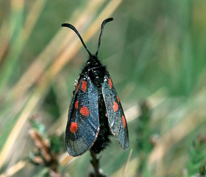 Adult • S. Aberdeenshire • © Roy Leverton