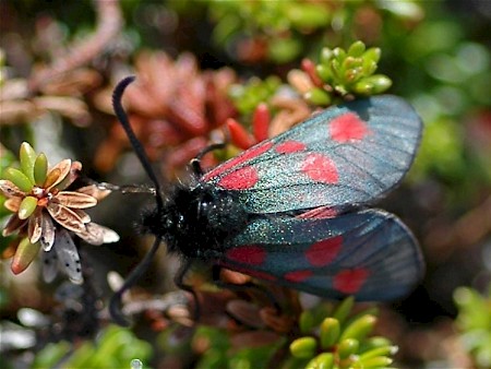 Scotch Burnet Zygaena exulans