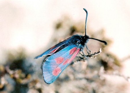 Scotch Burnet Zygaena exulans