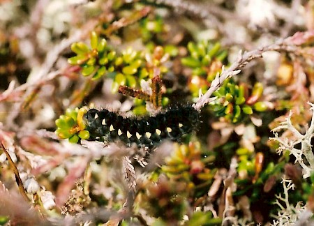 Scotch Burnet Zygaena exulans