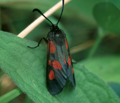 Adult • Western Argyll • © Roy Leverton