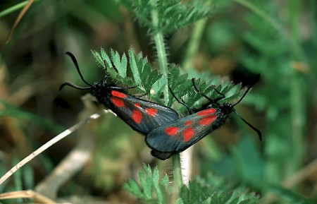 New Forest Burnet Zygaena viciae