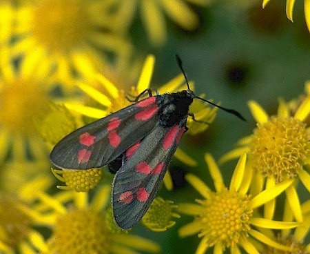 Six-Spot Burnet Zygaena filipendulae