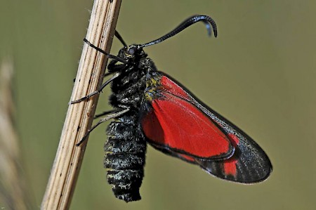 Six-Spot Burnet Zygaena filipendulae