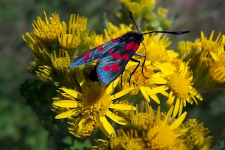 Six-Spot Burnet Zygaena filipendulae