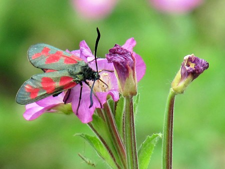 Six-Spot Burnet Zygaena filipendulae