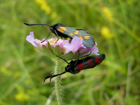 Six-Spot Burnet Zygaena filipendulae