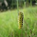 Larva • Cheddar, Somerset • © Auriol Penniceard