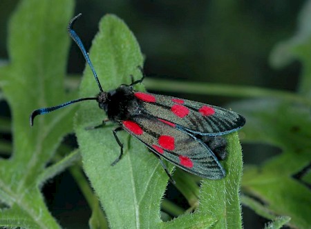 Narrow-bordered Five-spot Burnet Zygaena lonicerae