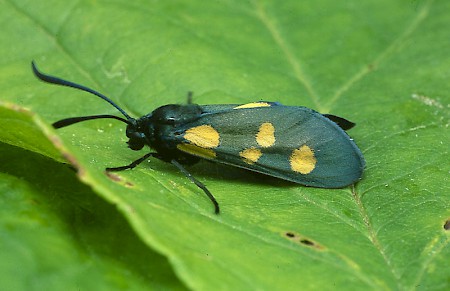 Narrow-bordered Five-spot Burnet Zygaena lonicerae