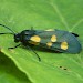 Adult, f. citrina • Maiden Castle, Dorset • © Paul Harris