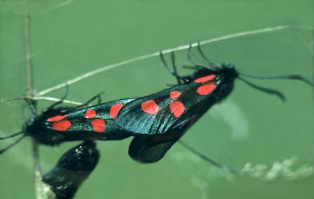 Five-Spot Burnet Zygaena trifolii