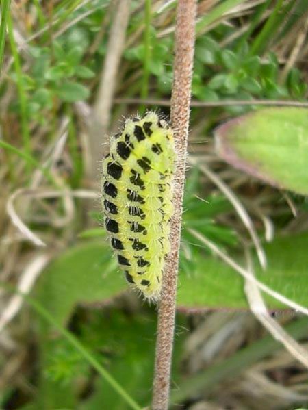 Five-Spot Burnet Zygaena trifolii