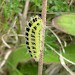 Larva • Trebetherick, North Cornwall • © Patrick O'Neill