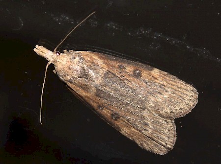 Aphomia zelleri