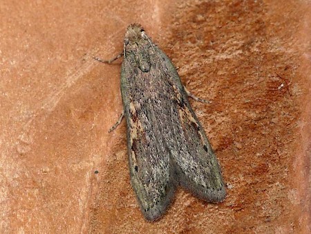 Stored Nut Moth Paralipsa gularis