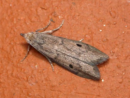 Stored Nut Moth Paralipsa gularis