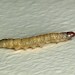 Larva • Halesowen, West Midlands • © Patrick Clement