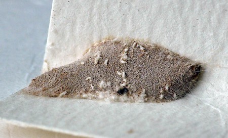 Stored Nut Moth Paralipsa gularis