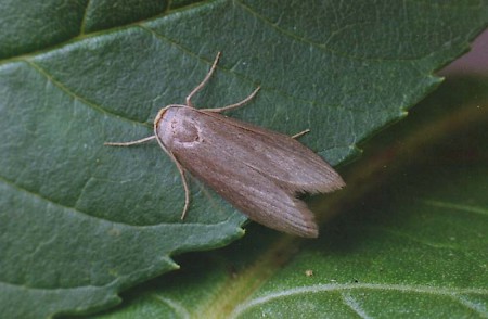 Lesser Wax Moth Achroia grisella