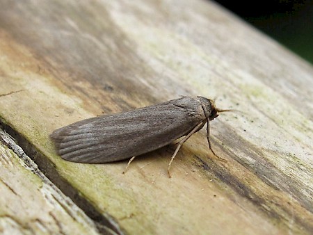 Lesser Wax Moth Achroia grisella