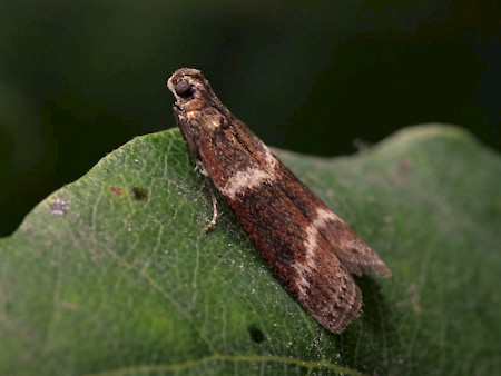 Cryptoblabes bistriga