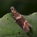 Adult • Lower Kilminorth Woods, Cornwall, June • © Phil Boggis