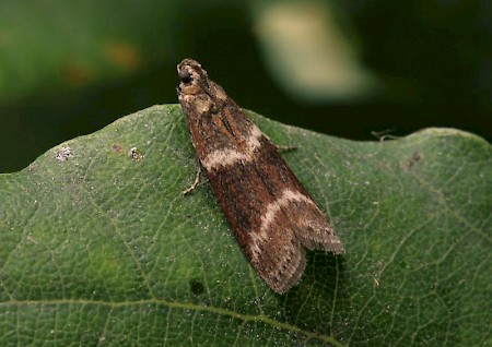 Cryptoblabes bistriga