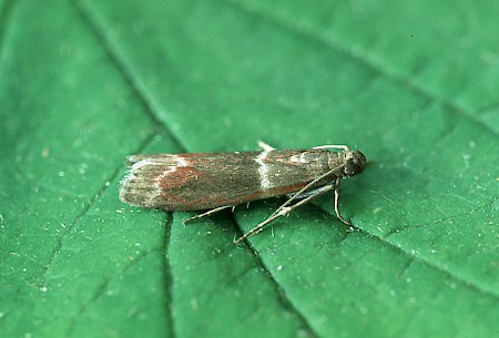 Cryptoblabes bistriga