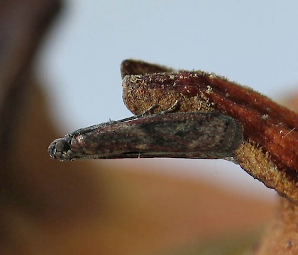 Adult • Bridport, Dorset • © M. Parsons/Butterfly Conservation