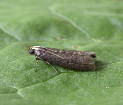 Adult • Oversley Wood, Warwickshire • © David Grundy