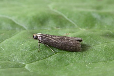 Salebriopsis albicilla