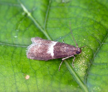 Adult • Angelsey Abbey, Cambs. • © Ian Barton