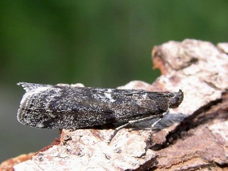 Matilella fusca