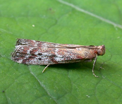 Adult • Denham, East Suffolk • © Nigel Whinney