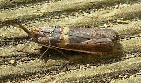 Etiella zinckenella