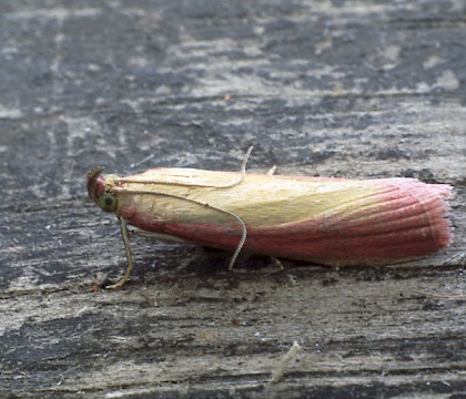 Adult • La Gabriere, La Brenne, Central France • © Rob Petley-Jones