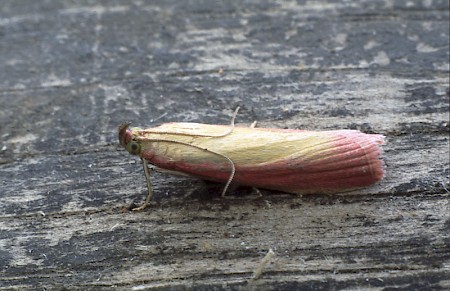 Oncocera semirubella