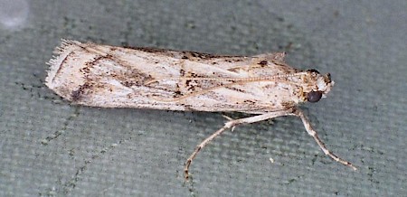 Pempelia genistella