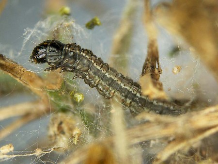 Pempelia genistella