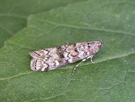 Dioryctria schuetzeella