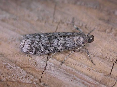 Dioryctria simplicella