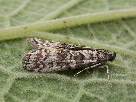 Dioryctria abietella