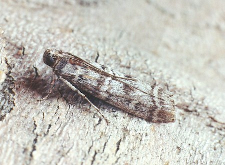 Dioryctria abietella