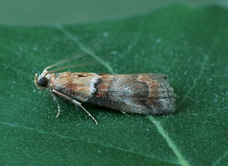 Acrobasis repandana